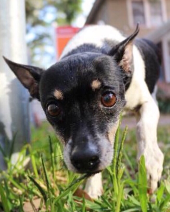 Zeus Rescues Terrier-Rat Mix